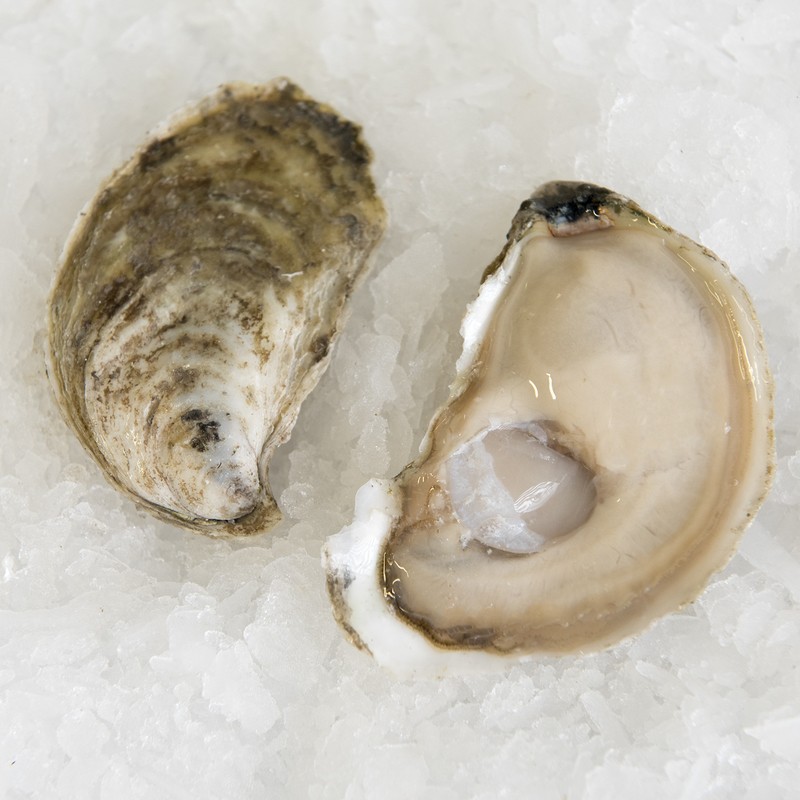 Oysters,Cape May Salts (New Jersey) Profish