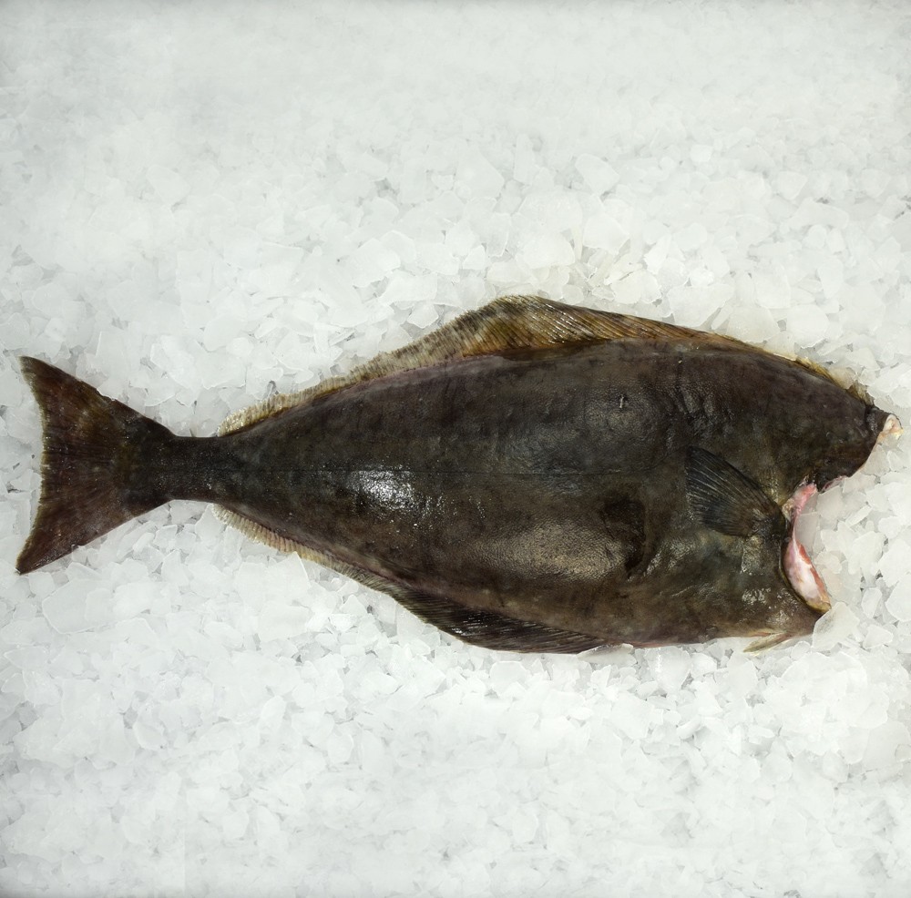 Halibut Whole Profish