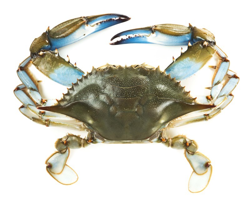 Crabs, 1 Hard Shell Profish