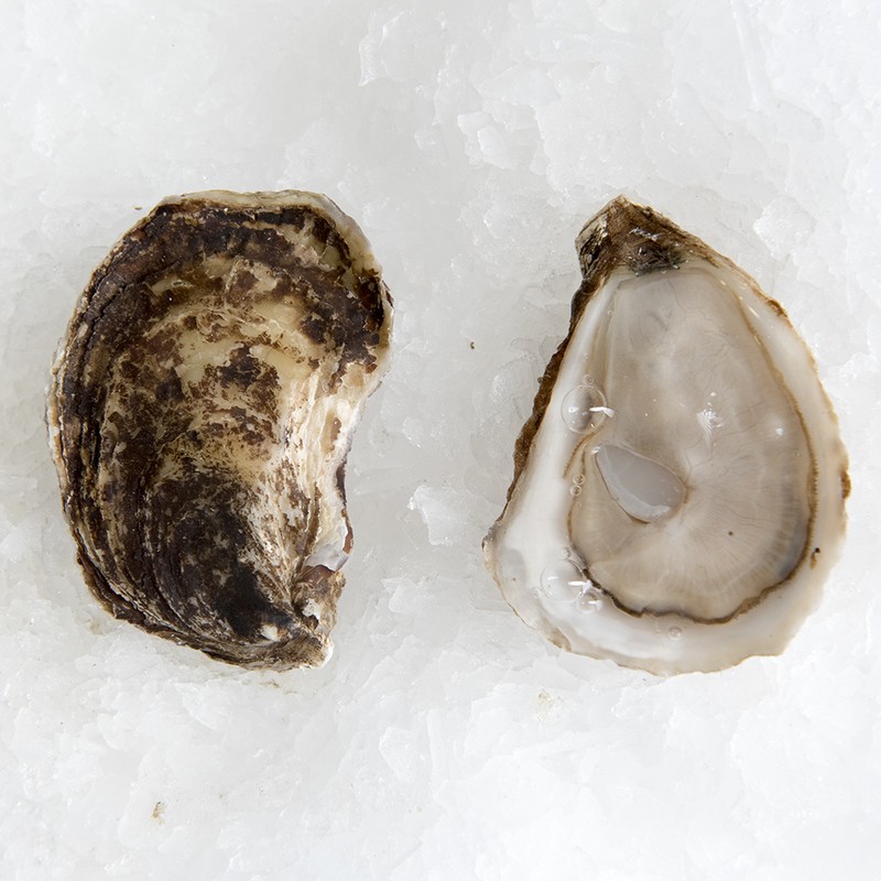 Oysters St.Annes (Canada) Profish